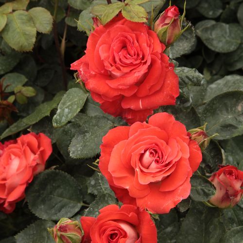 Vendita, rose, online Rosa Scherzo™ - rosso - rose floribunde - rosa mediamente profumata - Francesco Giacomo Paolino - Floribunda di colore rosso chiaro.